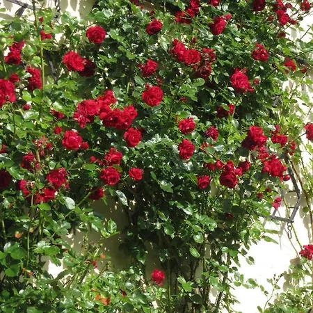 Ferienbauernhof Liesenberg Bauernhauswohnung Landerlebnis Lejlighed Femern